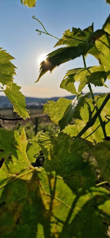 Podere La Selva Rapolano Terme Eksteriør bilde