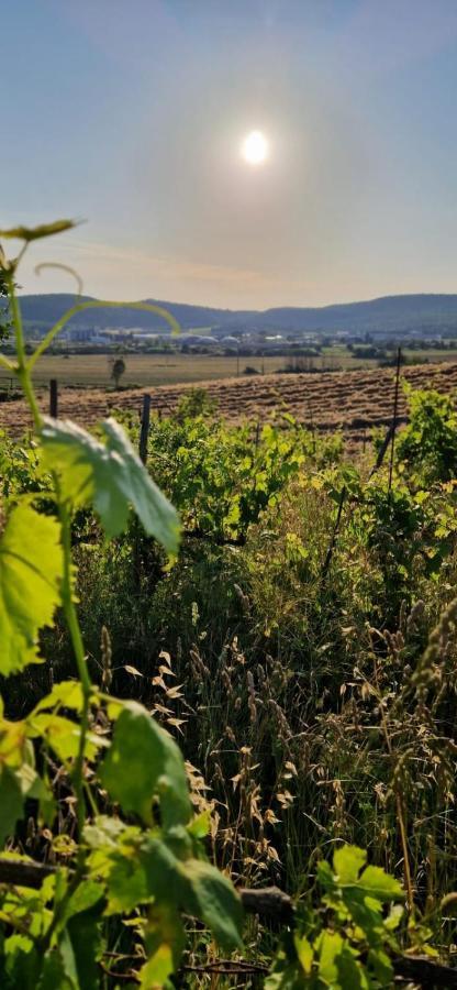 Podere La Selva Rapolano Terme Eksteriør bilde